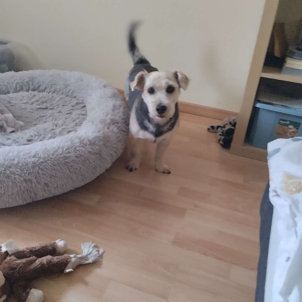 Hundetreffen-Junghunde Treffen-Profilbild