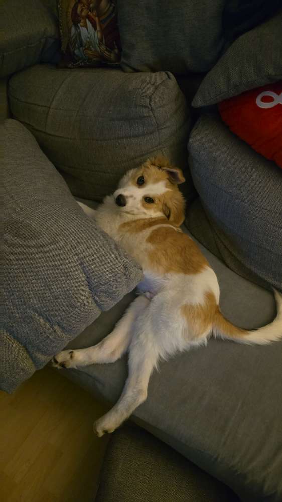 Hundetreffen-Ein Treffen unter Junghunde-Profilbild