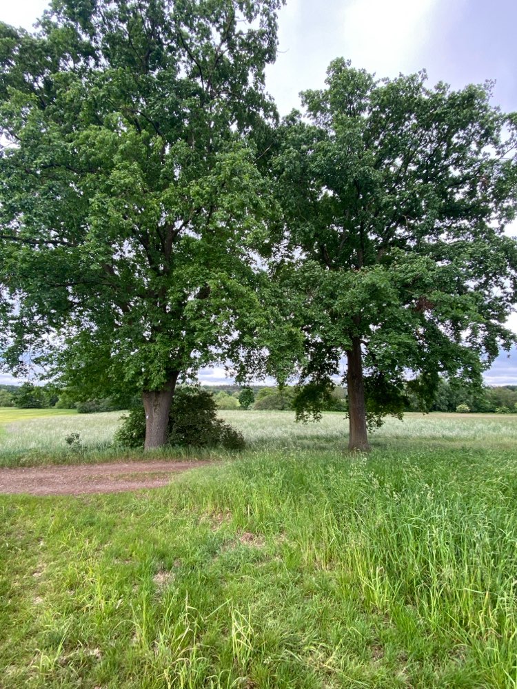 Giftköder-Eichen-Prozessionsspinner-Profilbild