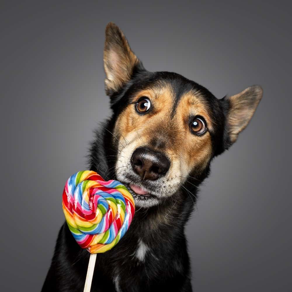 Hundetreffen-Spazierrunde Freiburg Hochdorf-Profilbild