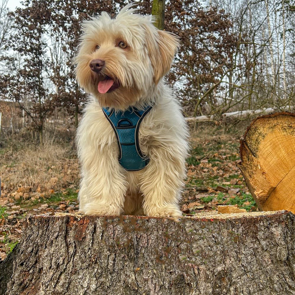 Hundetreffen-Welpen oder Junghundtreffen in Crimmitschau.-Profilbild