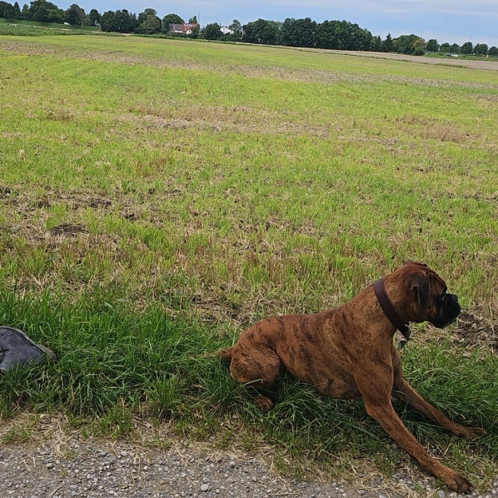Hundetreffen-Spieltreffen-Profilbild