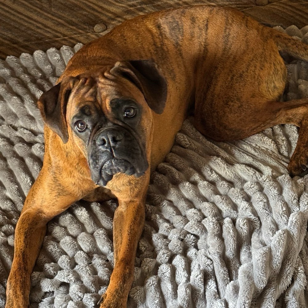 Hundetreffen-Gassi gehen-Profilbild