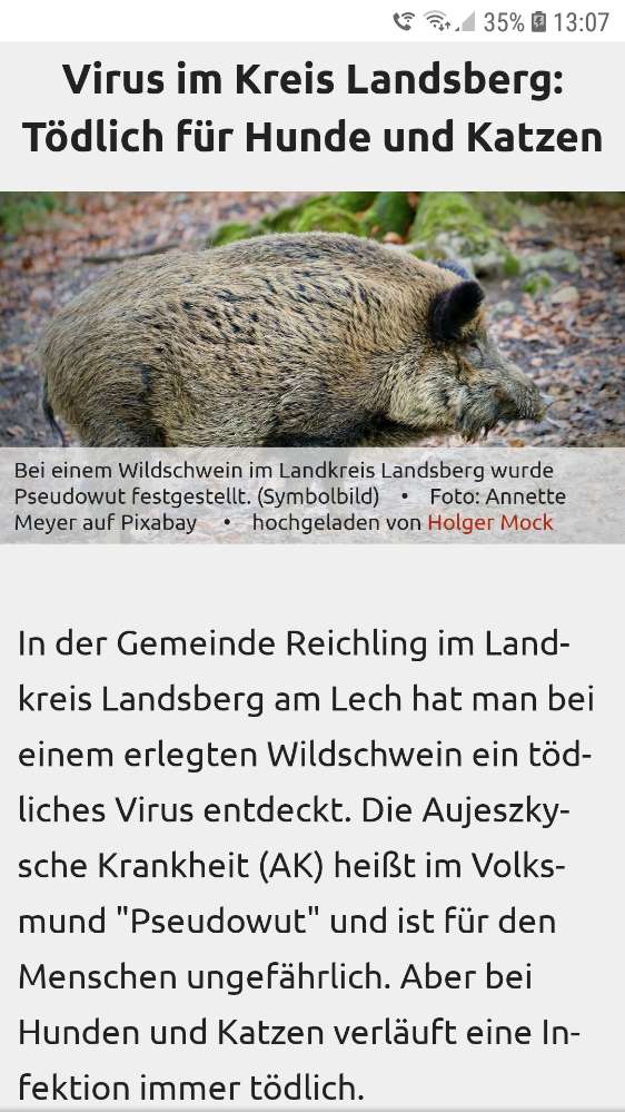 Giftköder-Pseudowut bei Wildschweinen-Profilbild