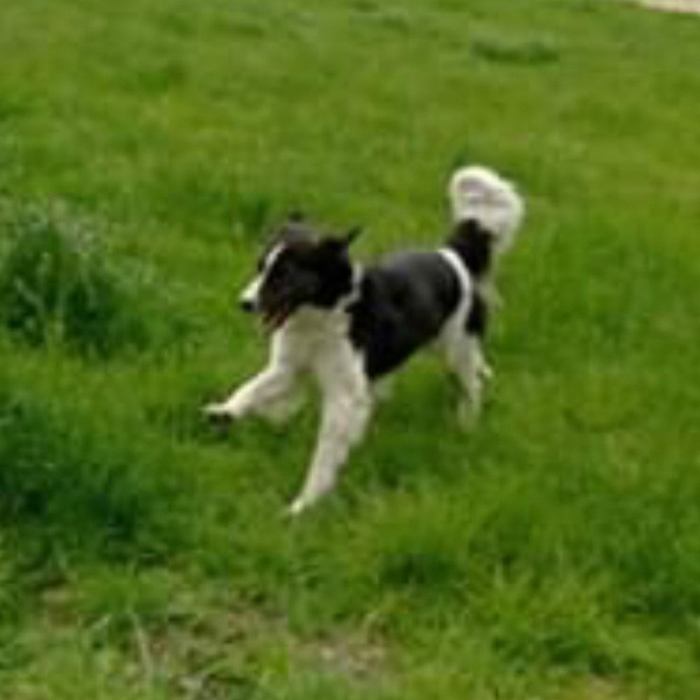 Hundetreffen-Gassi Runde in Moers Stadtpark-Profilbild