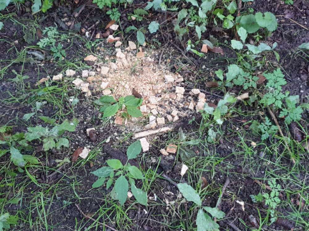 Giftköder-Giftköder?-Profilbild