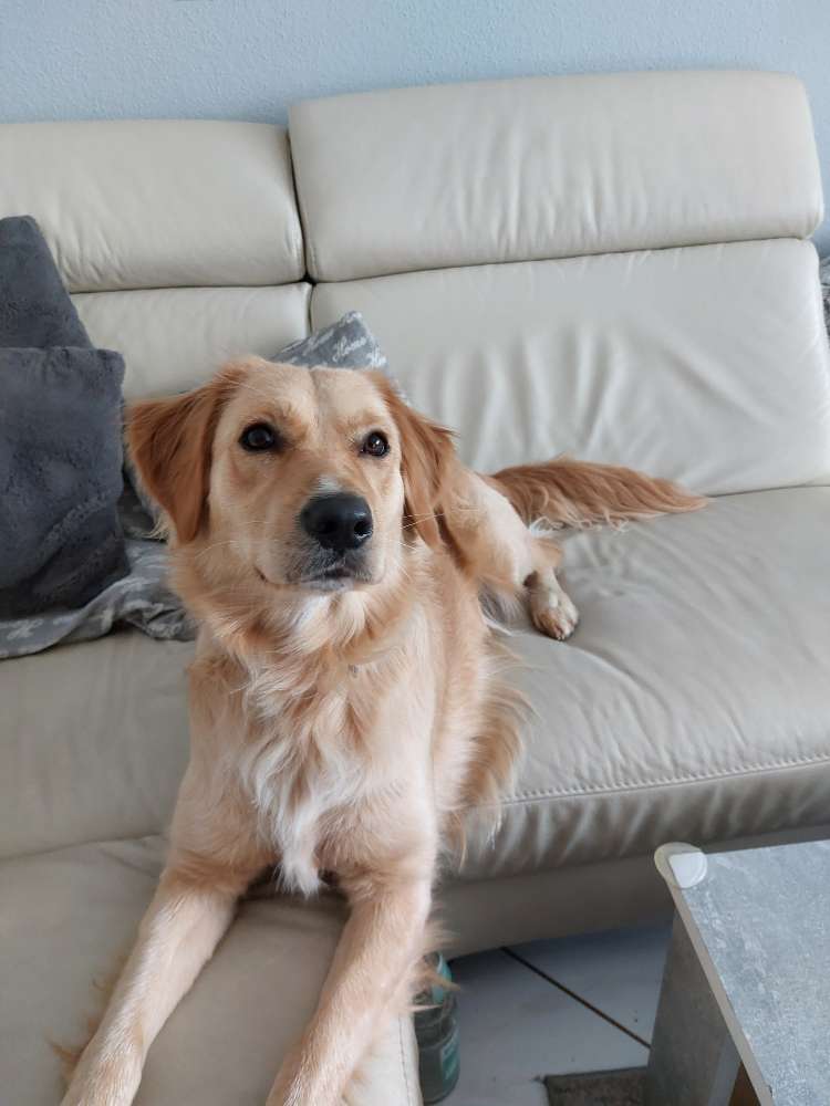 Hundetreffen-Spielen mit etwas wildem aber verpieltem Goldie-Profilbild