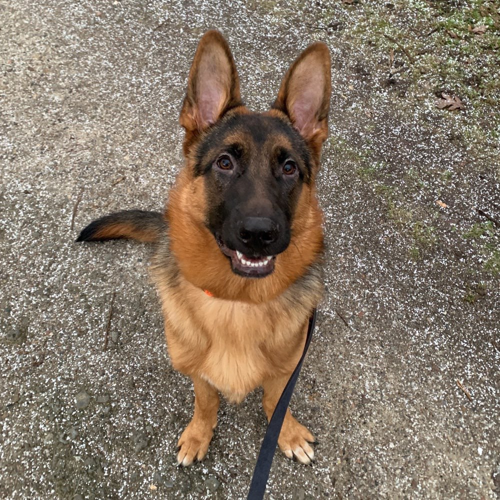 Hundetreffen-Spiel- und Gassifreund-Profilbild