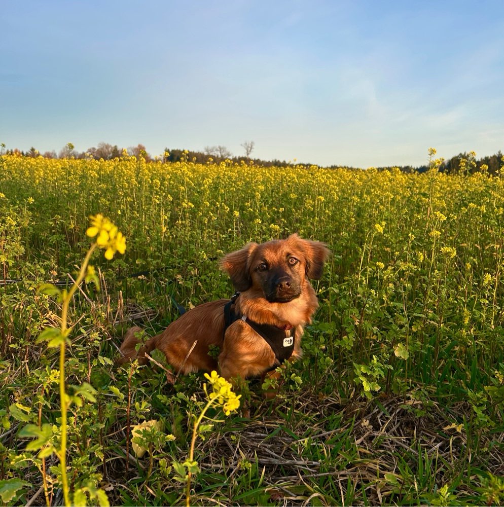 Hundetreffen-Gassirunde&spieltreffen-Profilbild