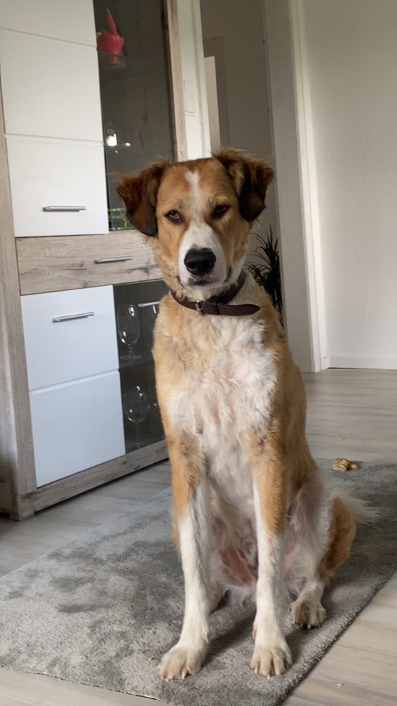 Hundetreffen-Social Walk/ Training🐕/ Hundefreundschaften✨🧡-Profilbild