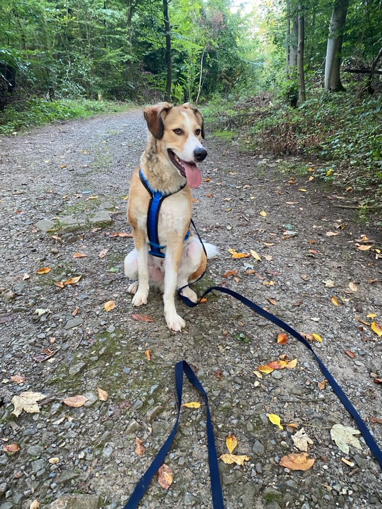 Hundetreffen-Neue Freunde finden-Profilbild