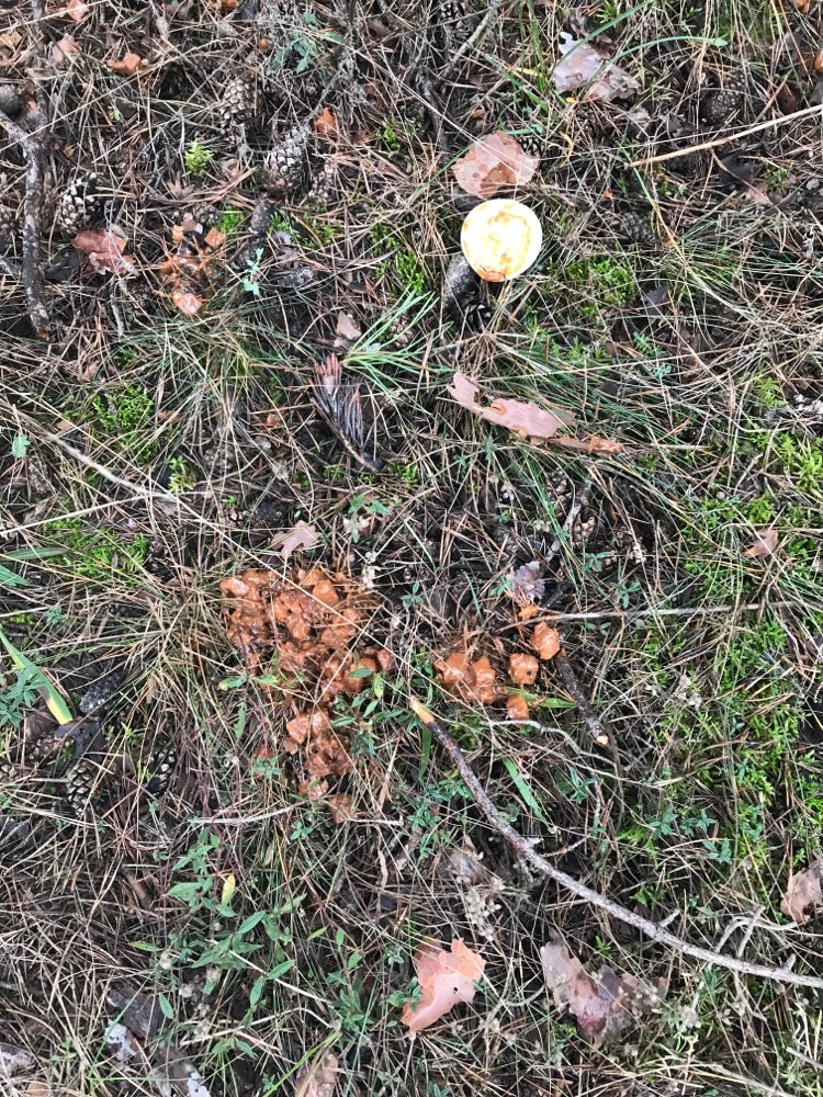 Giftköder-Dosenfutter am Wegesrand-Profilbild