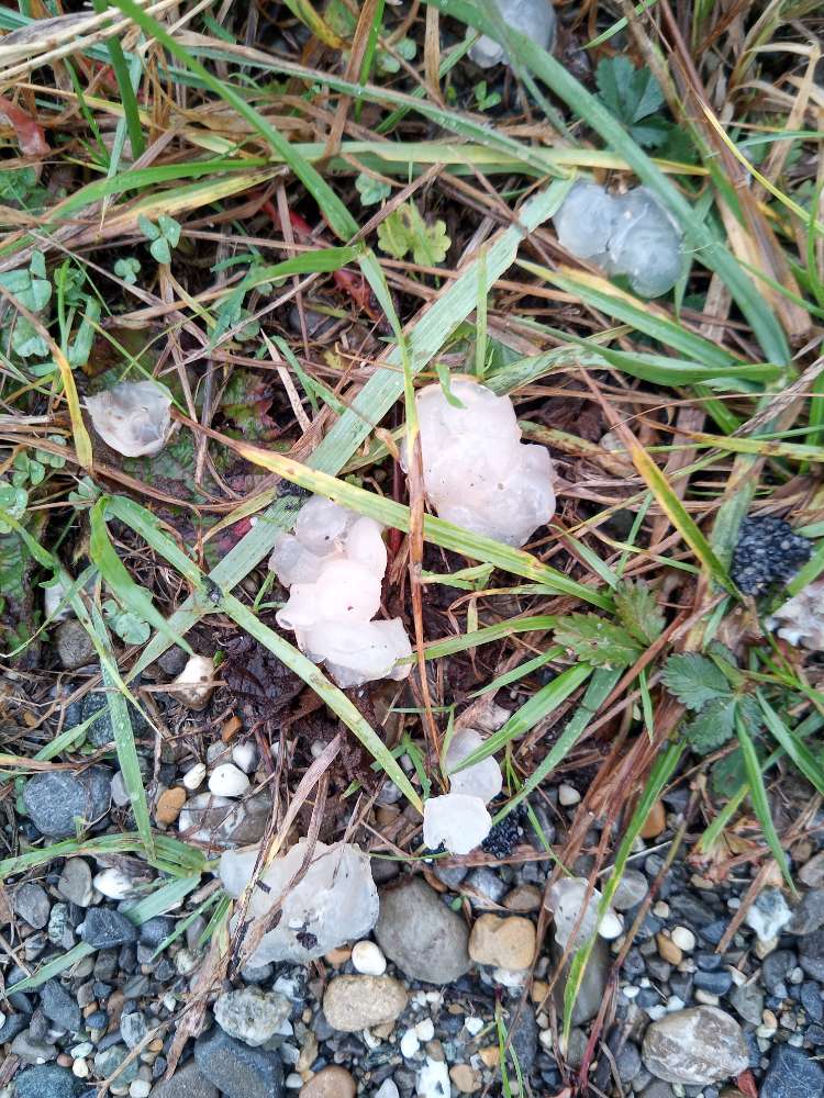 Giftköder-Evtl. Gift-Profilbild