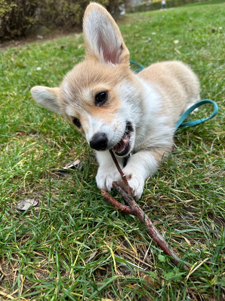 Hundetreffen-Welpenkontakt-Profilbild