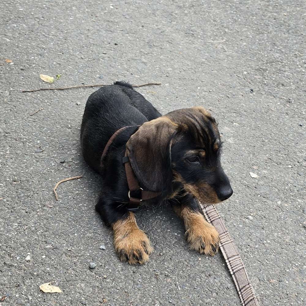 Hundetreffen-Hundetreffen im Altfrankener Park-Profilbild