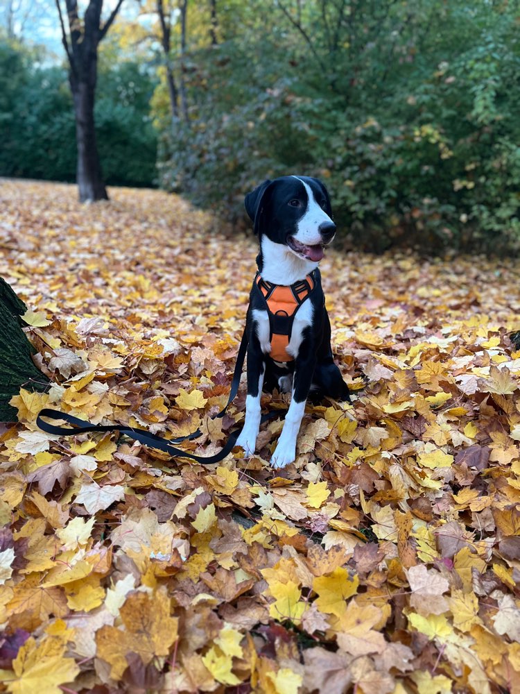 Hundetreffen-Hundetreffen-Profilbild