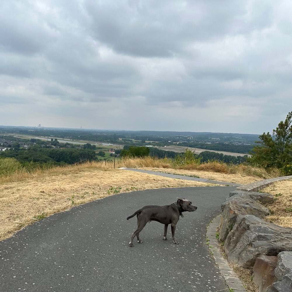 Hundetreffen-Hunderunde im Kreis Unna und Umgebung-Profilbild