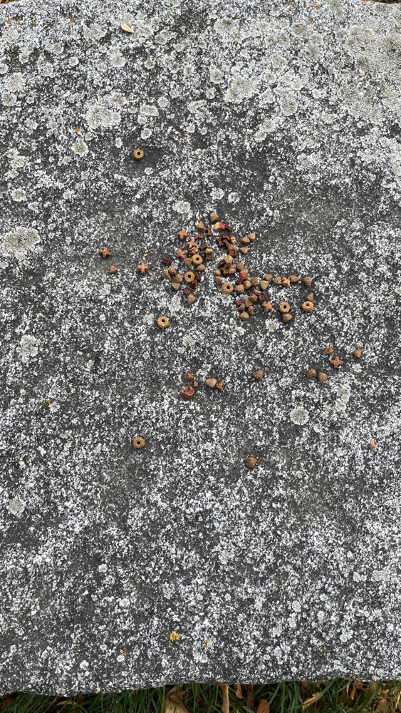 Giftköder-Katzenfutter/Hundefutter ausgestreut-Profilbild