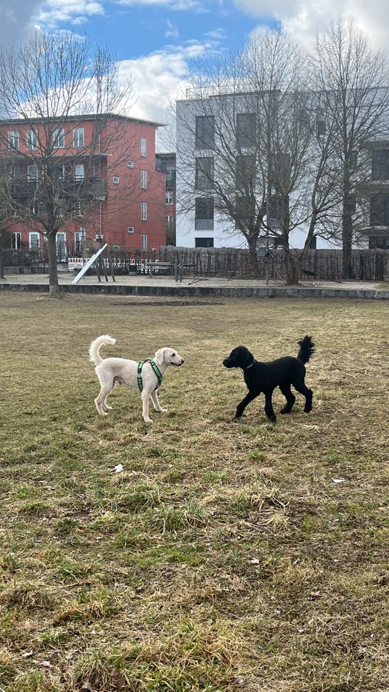 Hundetreffen-Play-Dates und gemeinsame Gassirunden-Profilbild