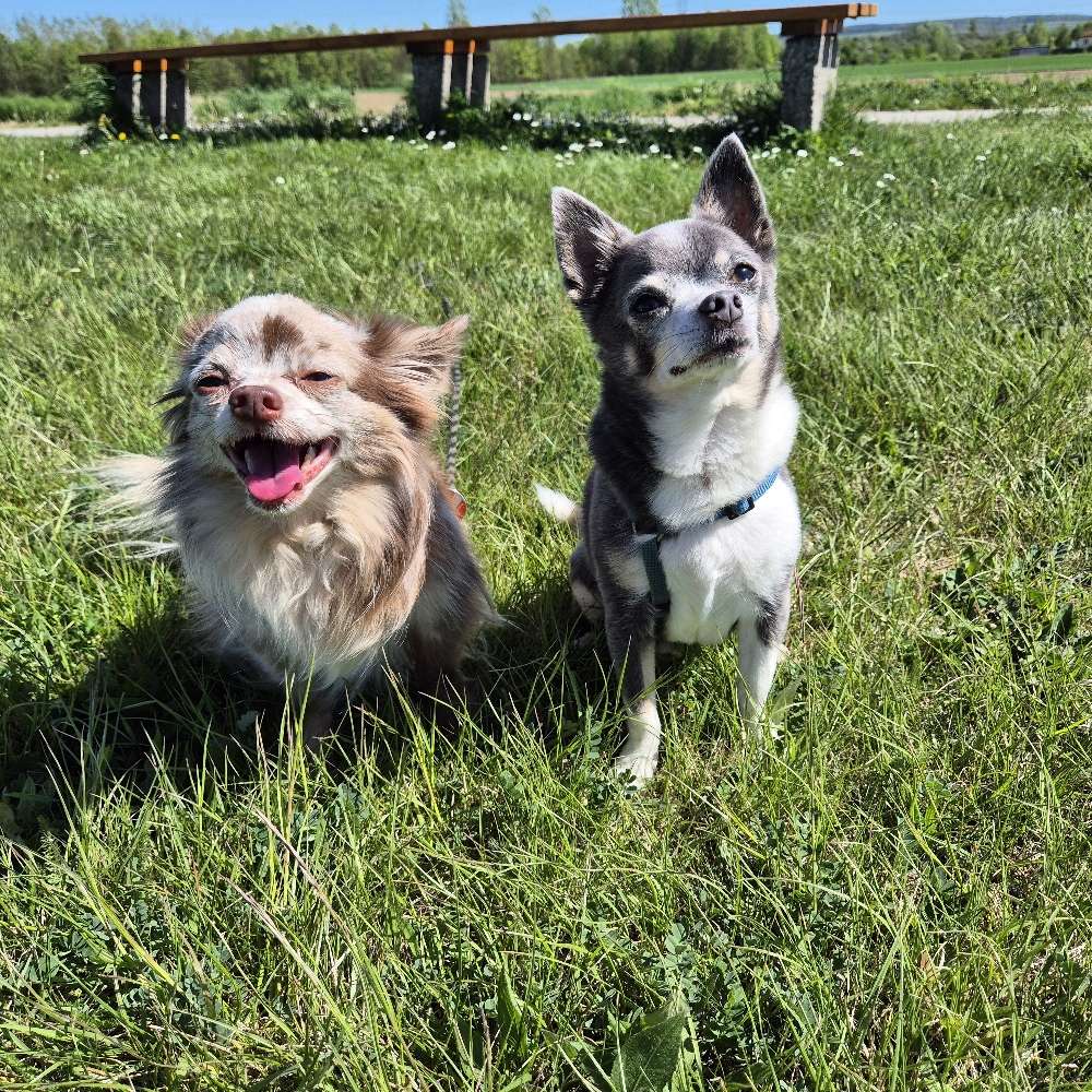 Hundetreffen-klein Hunde treffen St.pölten Umgebung-Profilbild
