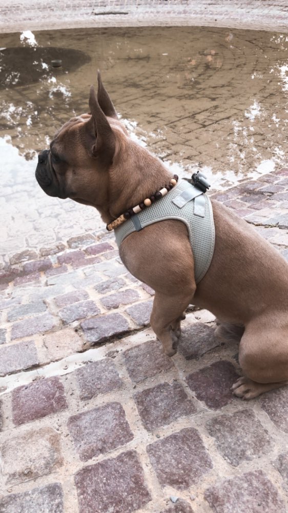 Hundetreffen-spielen, toben, spazieren gehen-Profilbild