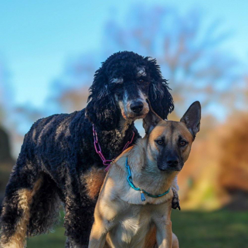 Hundetreffen-Neue Hundekontakte-Profilbild