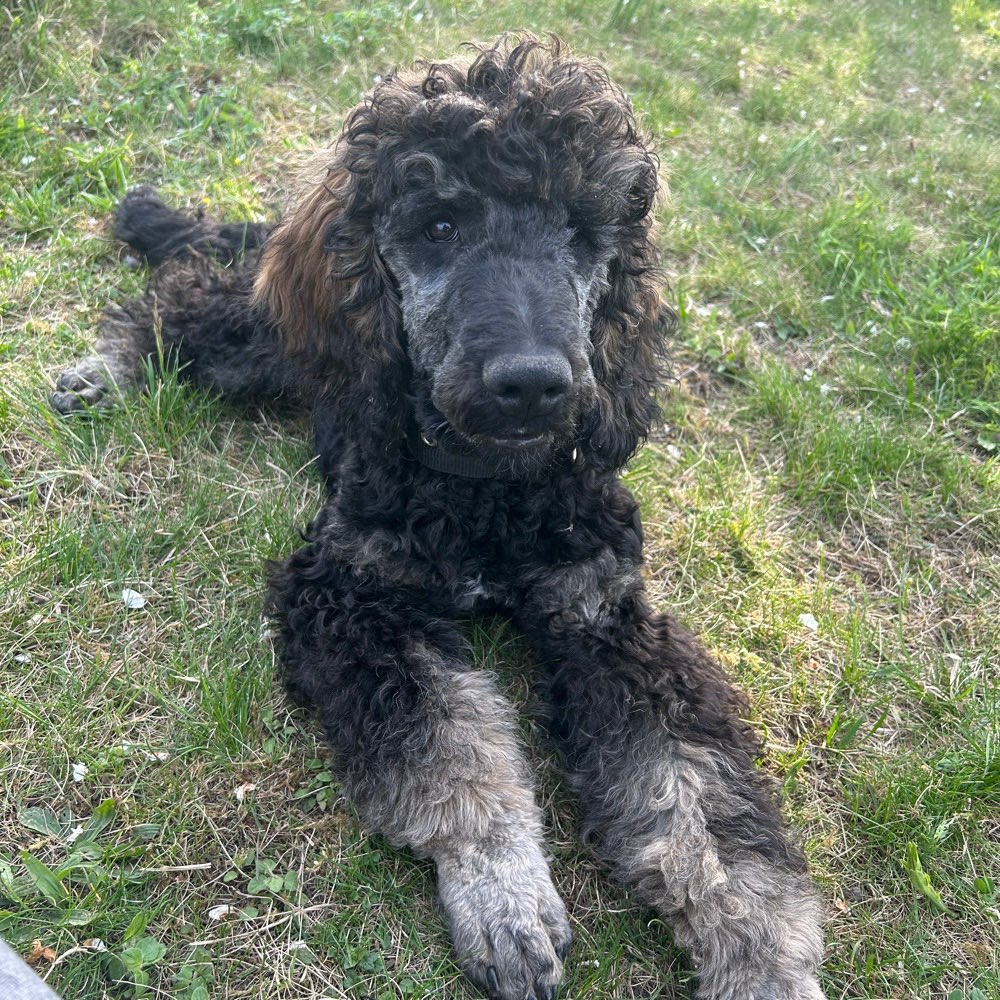 Hundetreffen-Welpentreffen-Profilbild
