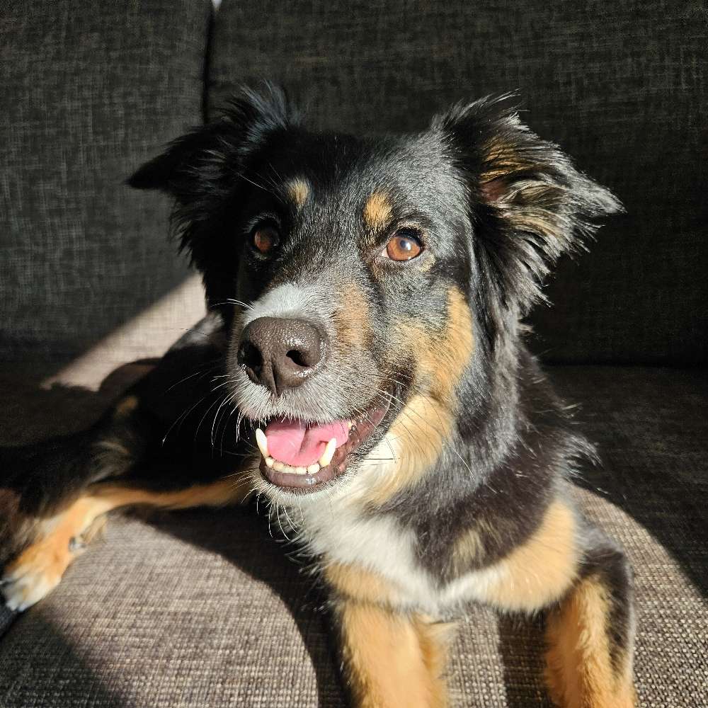 Hundetreffen-Spaziergang mit Übungseinheiten-Profilbild