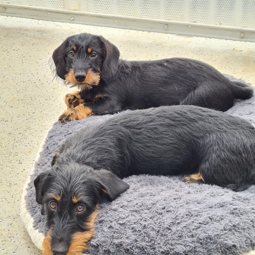 Hundetreffen-Ebby & Elmo suchen neue Spielgefährten 🐶 *wuff*-Profilbild