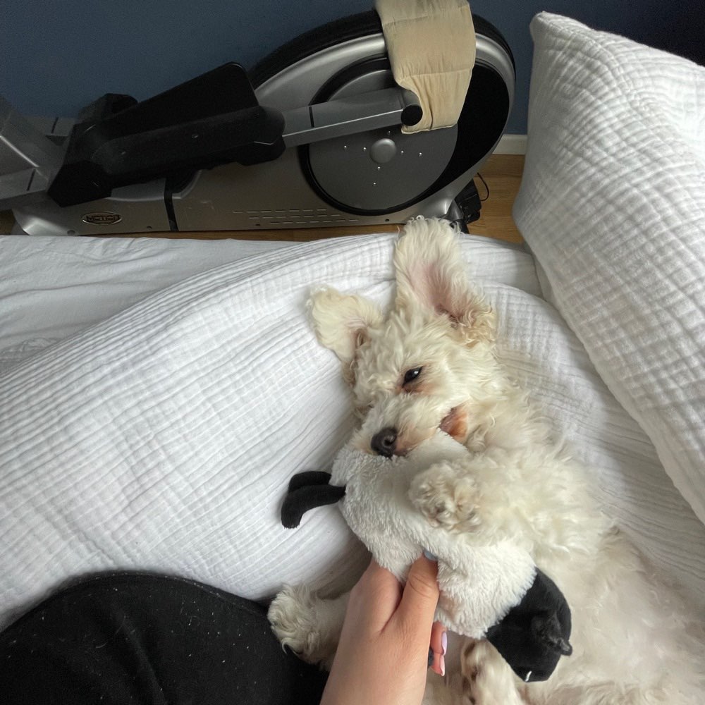 Hundetreffen-Welpentreffen im Sonninpark-Profilbild