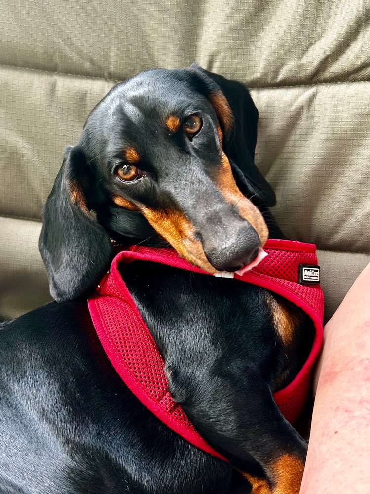 Hundetreffen-Spielgefährten für jungen Dackel gesucht-Profilbild