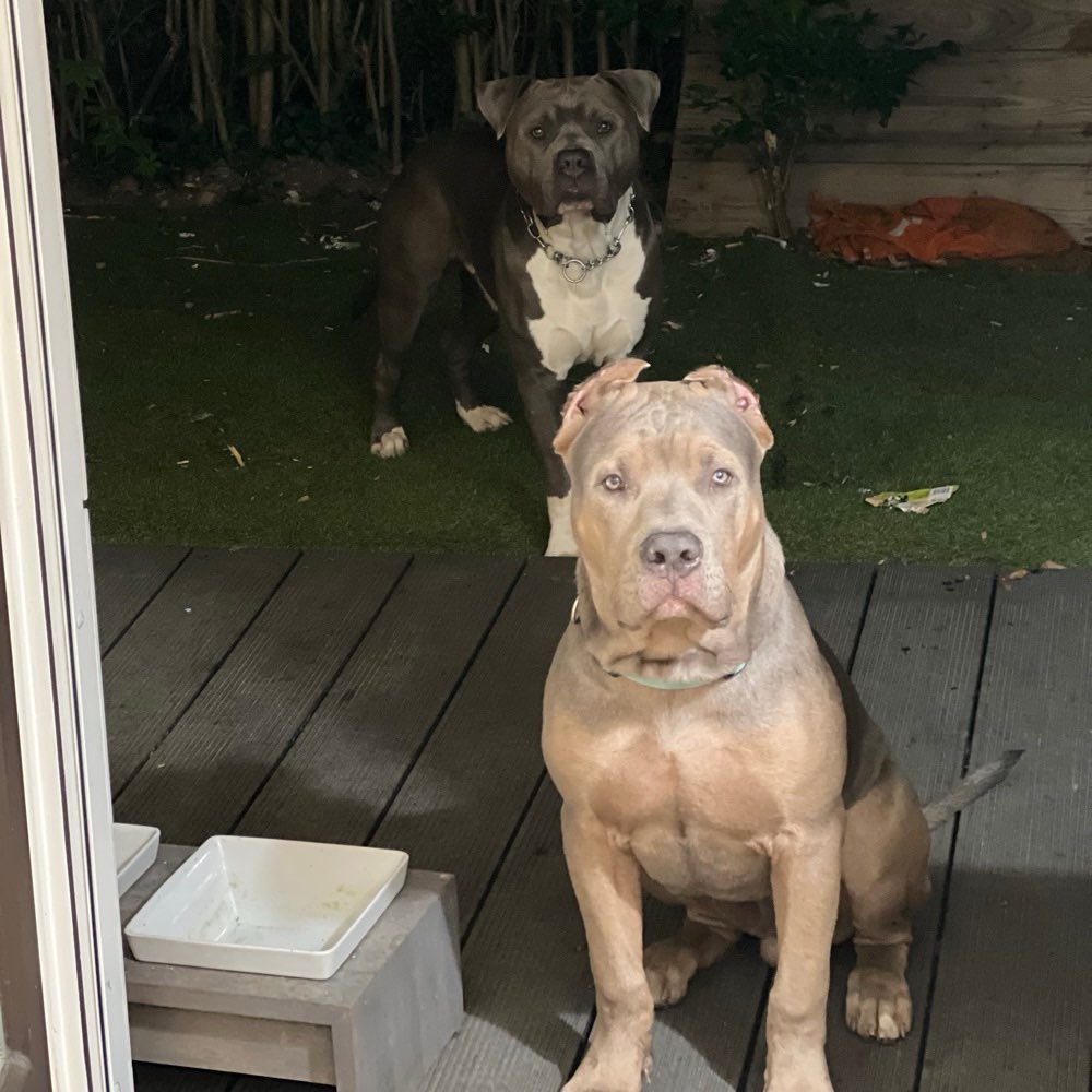 Hundetreffen-American Bully treffen.-Profilbild