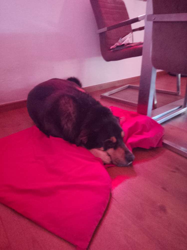 Hundetreffen-Spiel-oder Laufrunde-Profilbild