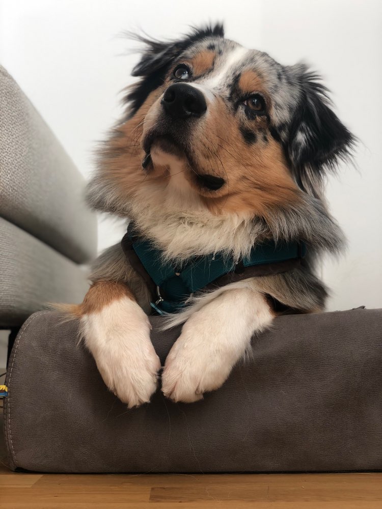 Hundetreffen-Social Walks & Gassifreunde-Profilbild