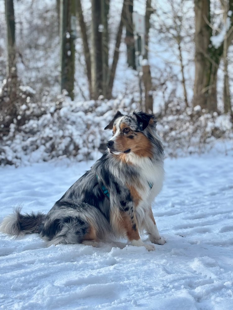 Hundetreffen-Hundefreunde für ggs. Betreuung-Profilbild