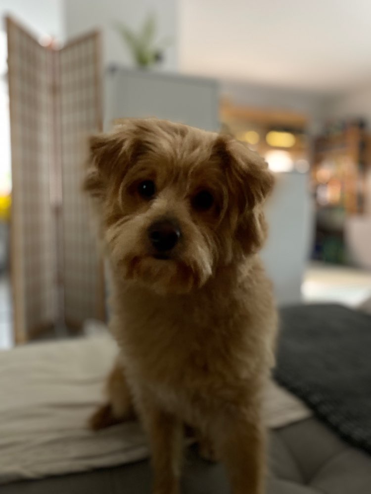 Hundetreffen-Suche souveräne Hunde für gemeinsame Spaziergänge - bevorzugt im Kellerwald-Profilbild
