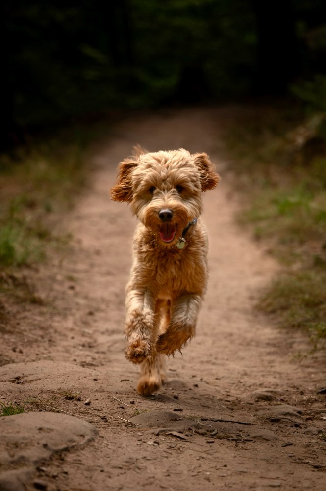 Hundetreffen-Gassi-Runden + Hundekontakt gesucht-Profilbild