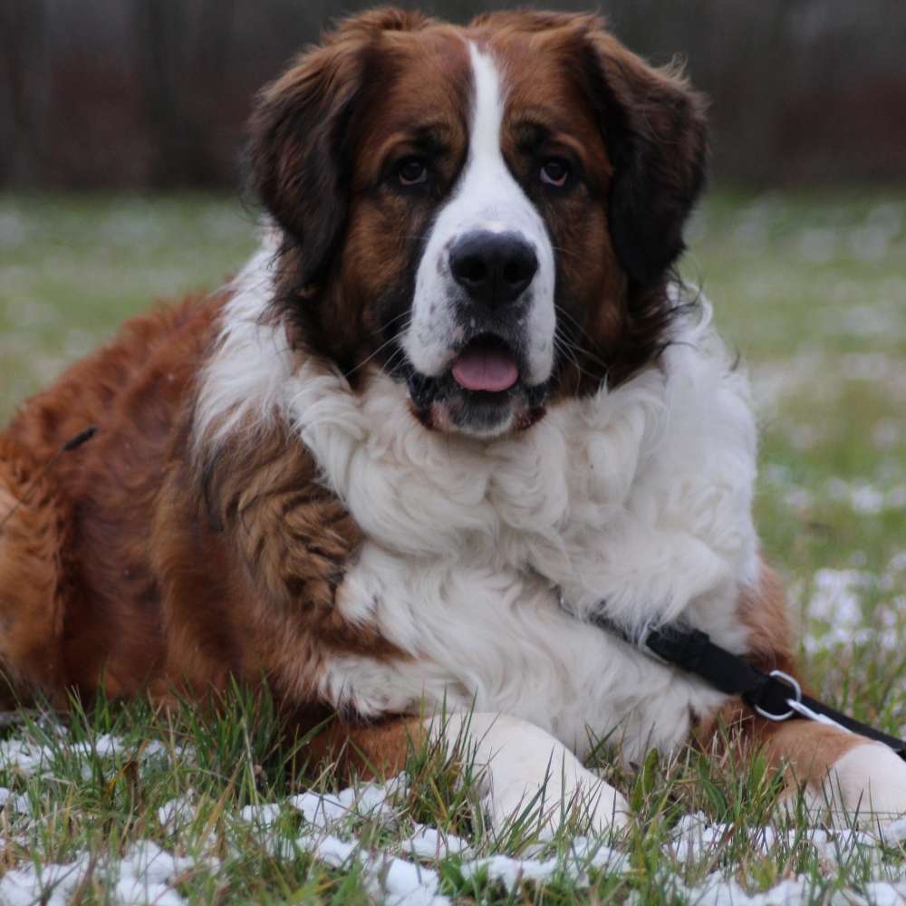 Hundetreffen-Hilfe zum üben-Profilbild