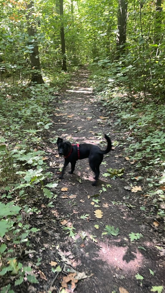 Hundetreffen-Kaßberg Spaziergänge-Profilbild