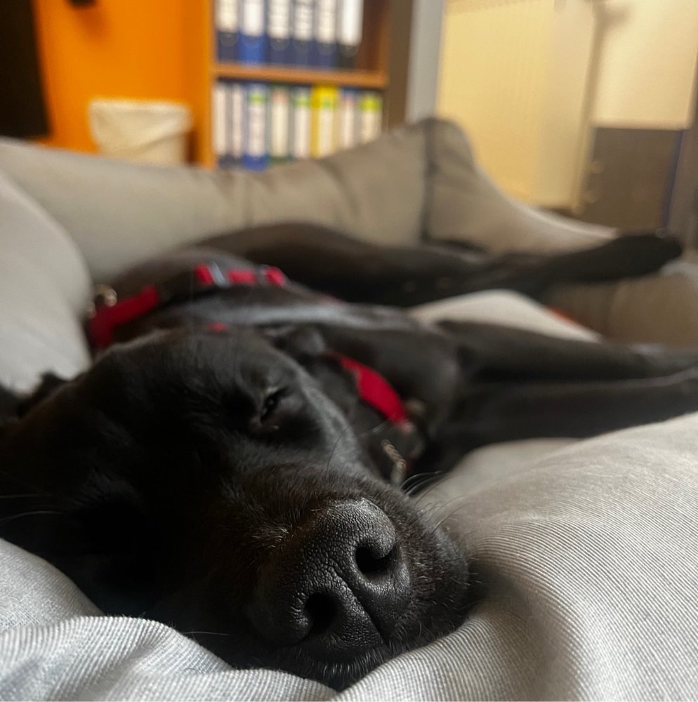 Hundetreffen-Kaßberg Spaziergänge-Profilbild