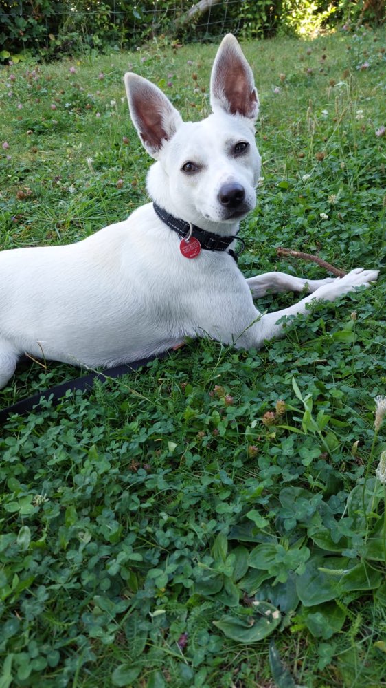 Hundetreffen-Spieletreffen - Hundespielplatz Tappachtal (Zuffenhausen)-Profilbild