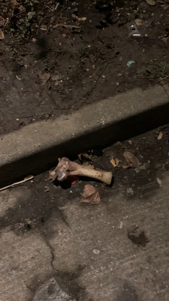 Giftköder-Knochen & Fleisch ERNEUT um Multimarkt-Profilbild