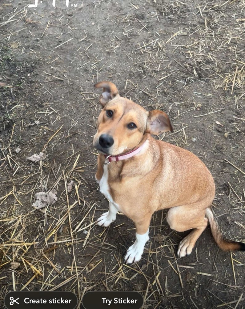 Hundetreffen-Hundekontakte gesucht-Profilbild