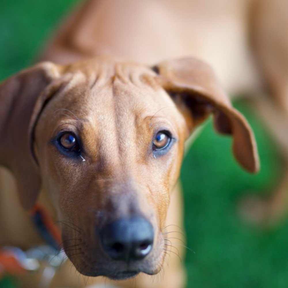 Hundetreffen-Suche jemanden zum spielen-Profilbild