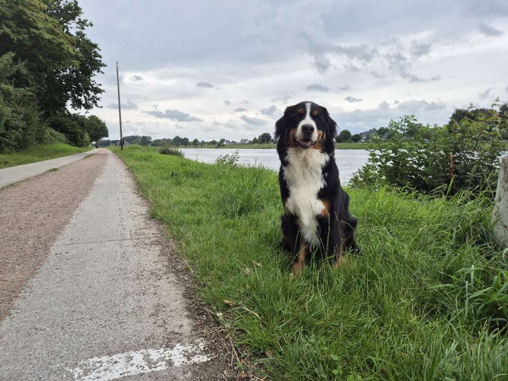 Hundetreffen-Neue Hundefreunde gesucht-Profilbild