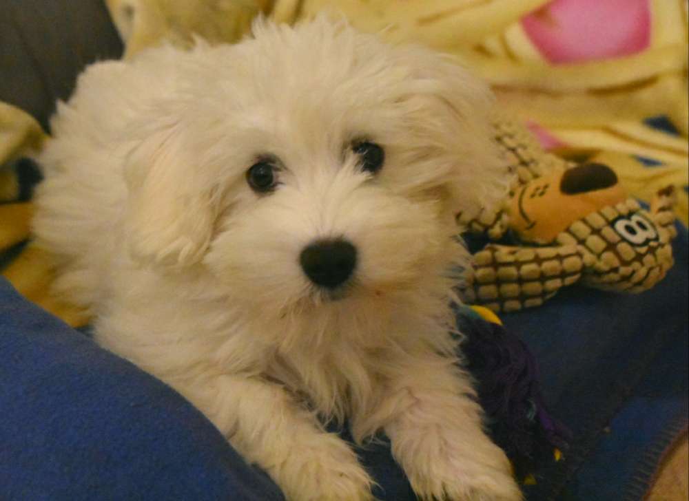 Hundetreffen-Kleine Welpen,kleine Junghunde-Profilbild