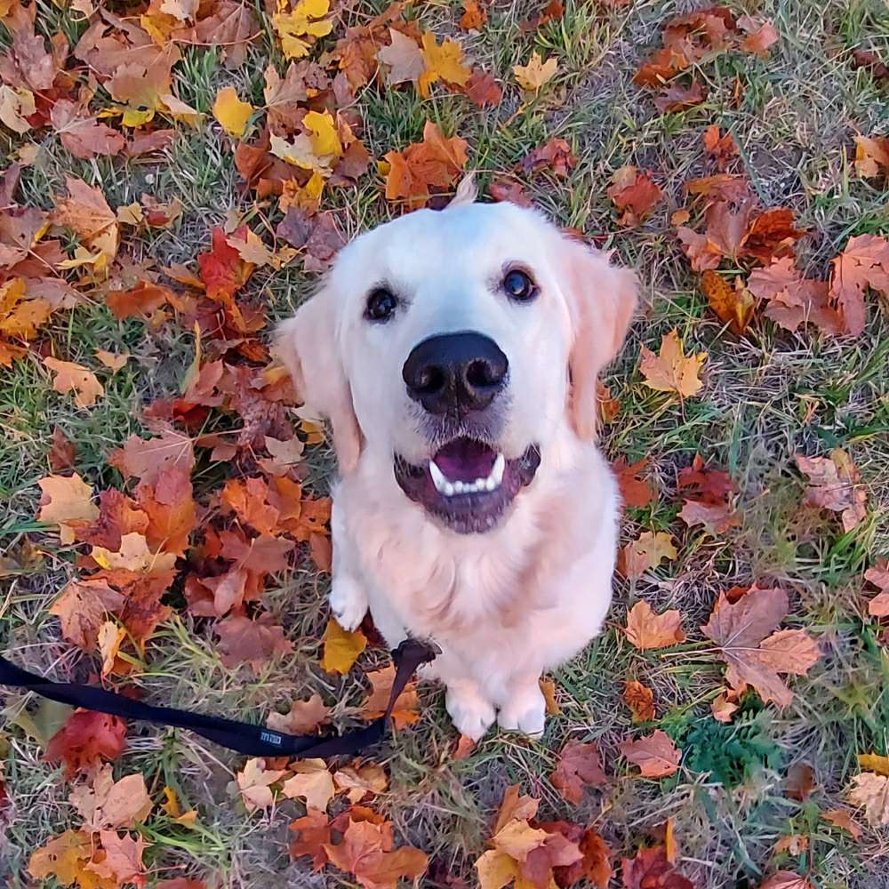 Hundetreffen-Hundegruppe mit ❤ - Ingolstadt/ Pfaffenhofen-Profilbild