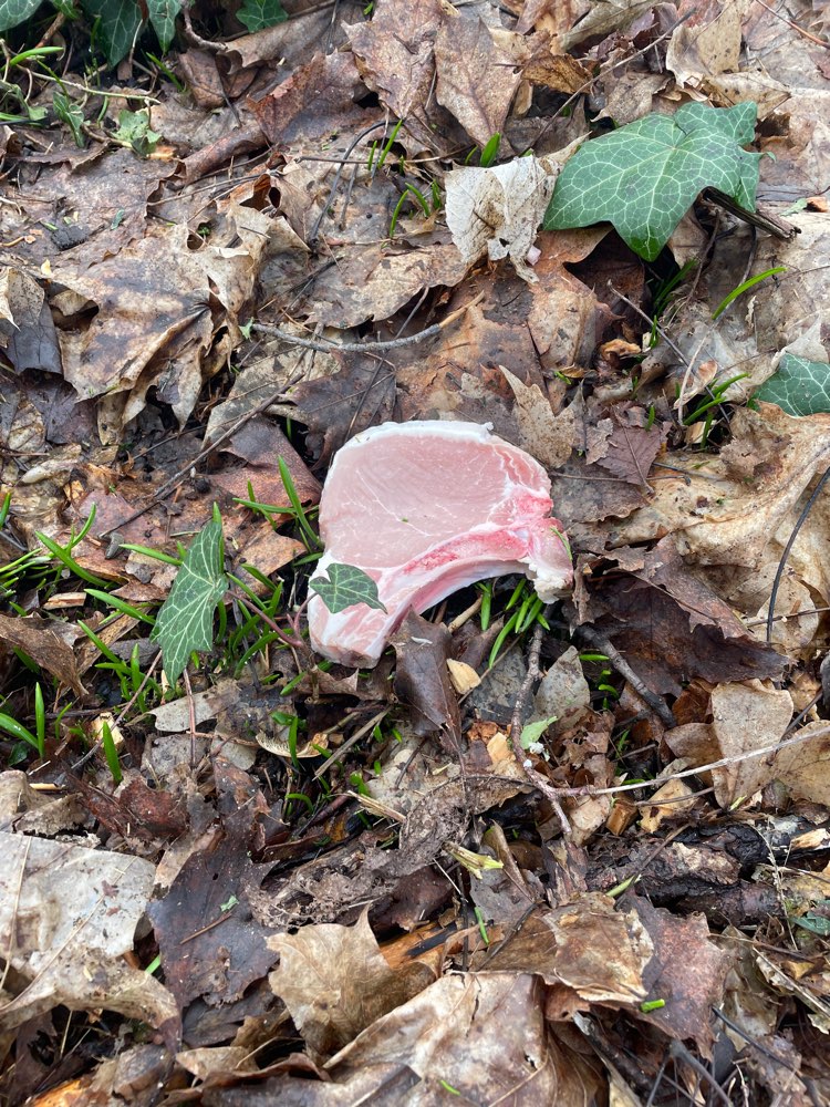 Giftköder-Eventueller Giftköder-Profilbild