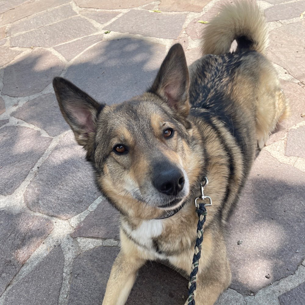 Hundetreffen-Hundekumpel oder Gassigesell gesucht 🐕✨-Profilbild