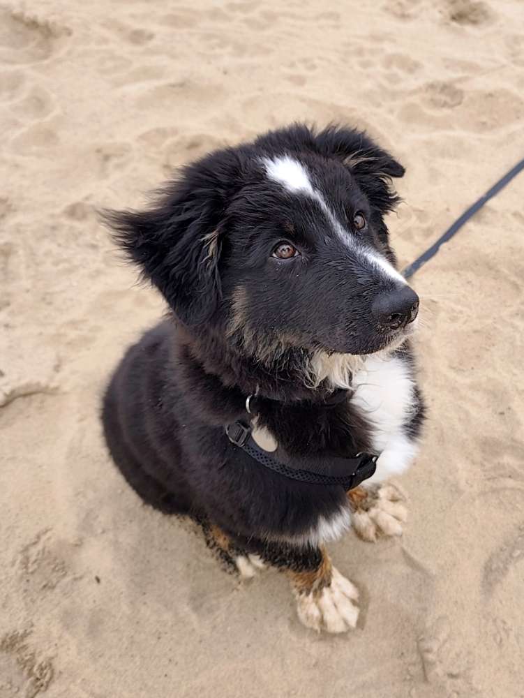 Hundetreffen-Spieletreffen und gemeinsame Spaziergänge-Profilbild